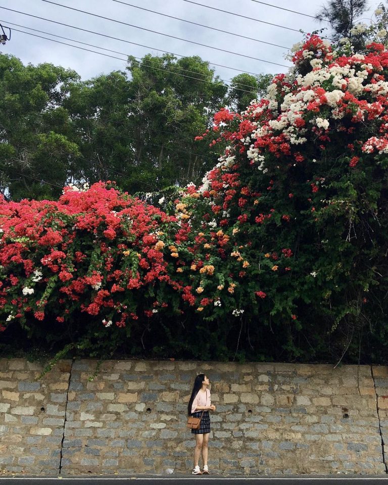 hoa bông giấy bãi đá ông địa